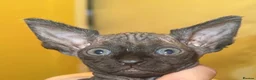 Mixed Breed cats for sale: Gorgeous American curl x Sphynx kittens🐾 - Advert 19