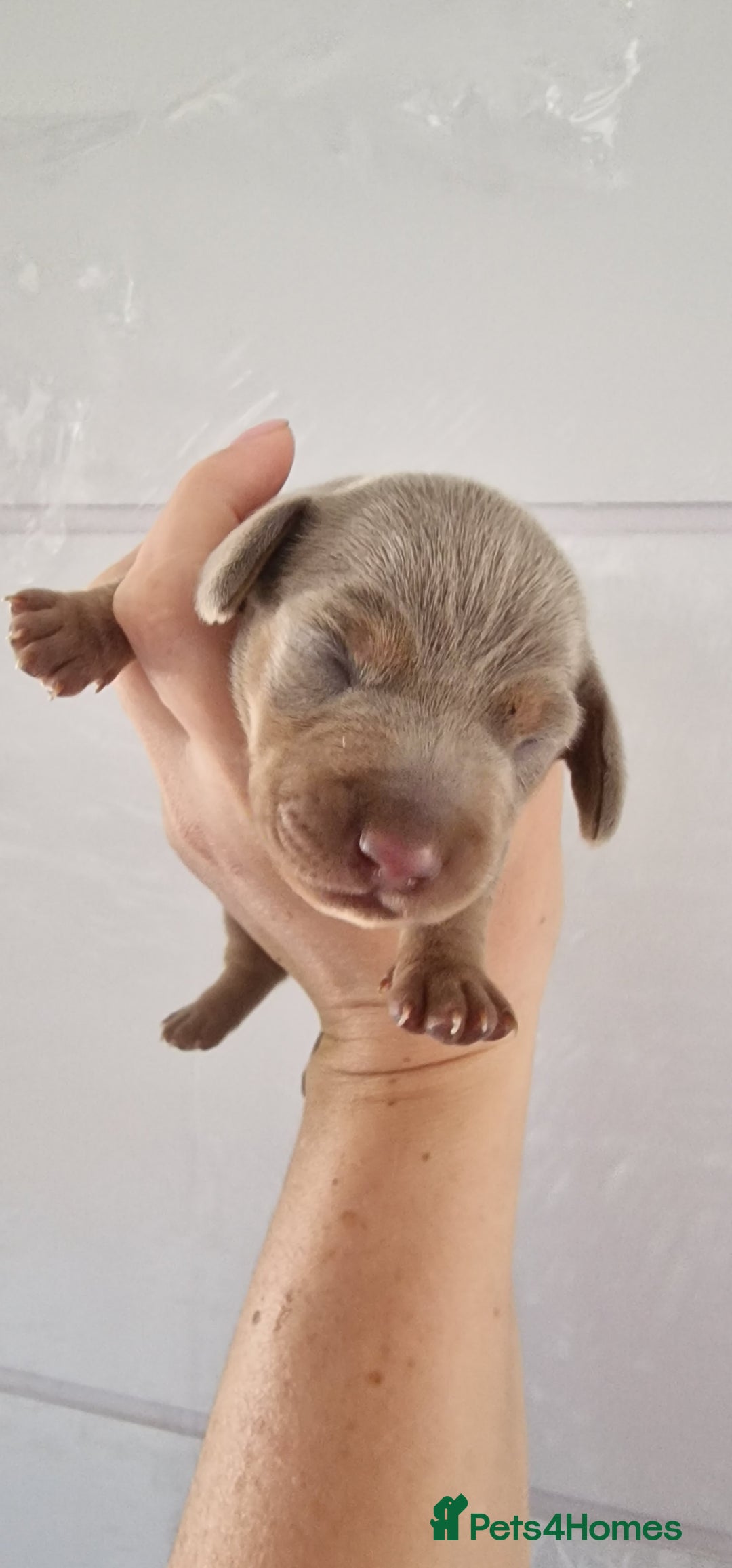 Miniature Dachshund dogs for sale: 3 puppies for sale  - Image 2