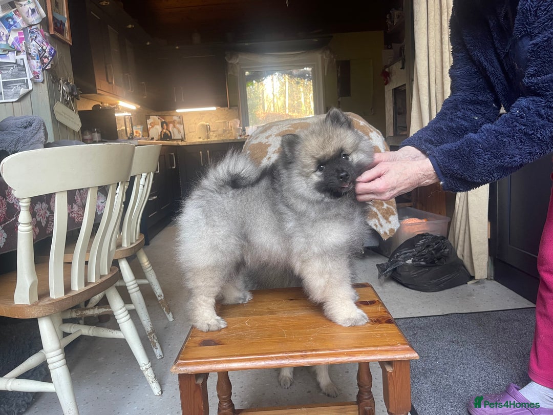 Keeshond dogs for sale: 3 Beautiful Male Keeshond Pups - Image 4