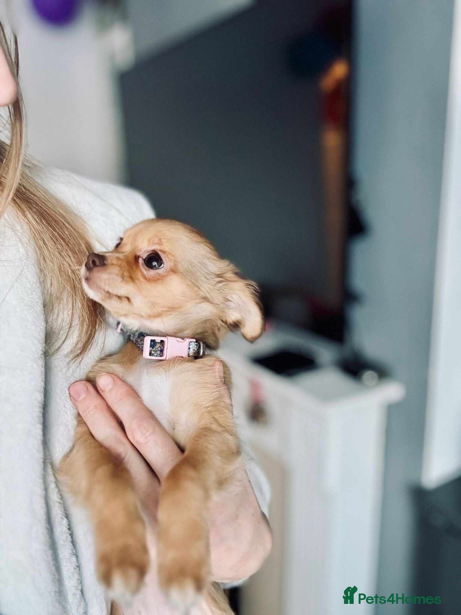 Chihuahua dogs 🐾 Long-Haired Chihuahua Puppy–Deer Head 🐾 - Advert 7