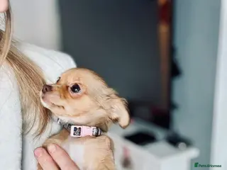 Chihuahua dogs 🐾 Long-Haired Chihuahua Puppy–Deer Head 🐾 - Advert 7