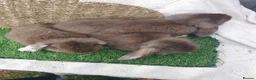 French Lop rabbits for sale: Giant French Lop babies - Advert 7