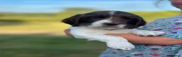 English Springer Spaniel dogs for sale: KC registered family friendly Springer Spaniels - Advert 13