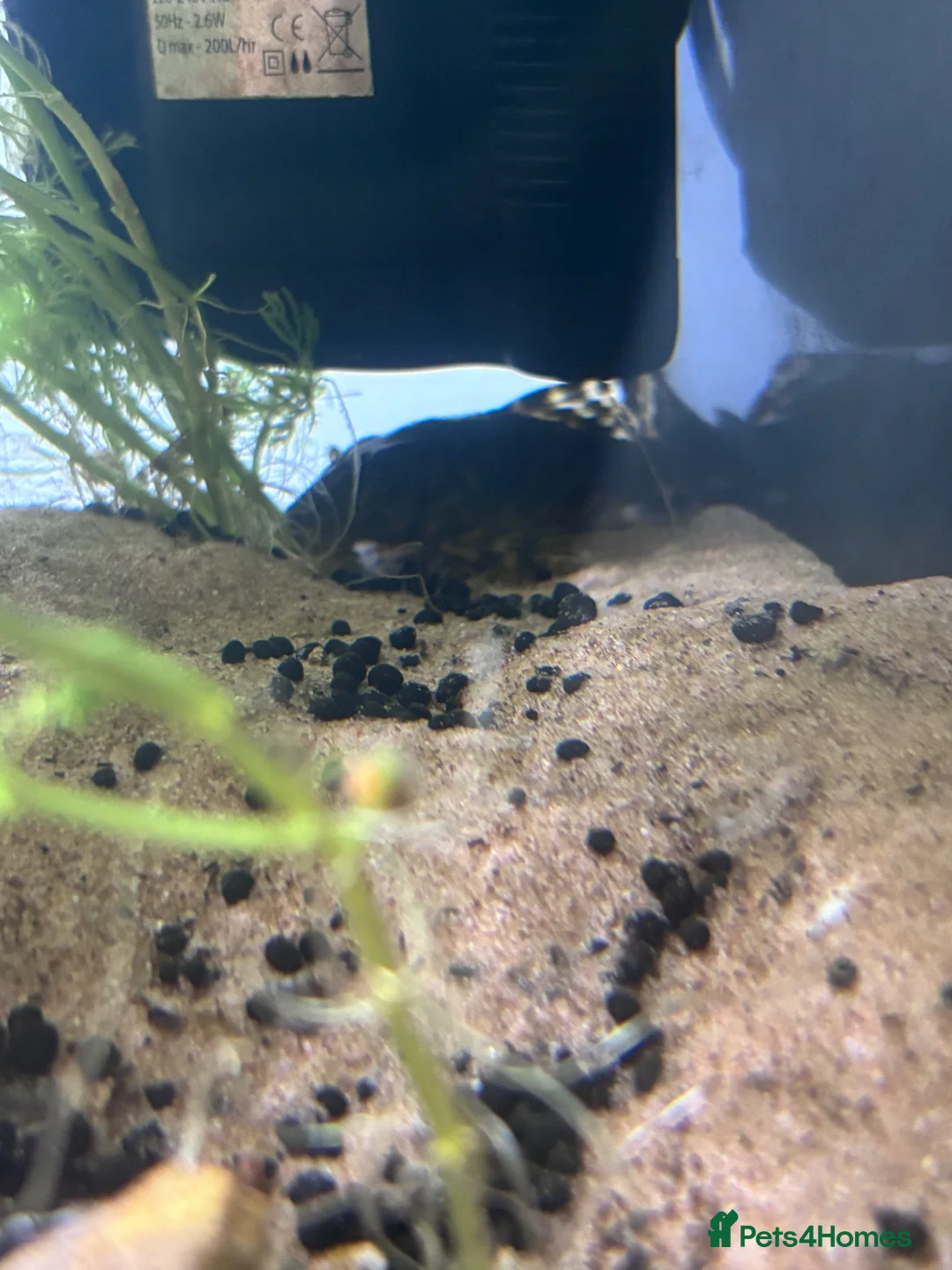 Plecos fish for sale: Clown Pleco - Advert 1