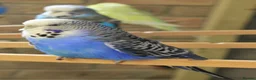 Budgerigars birds for sale: Budgies  in Sleaford - Advert 4