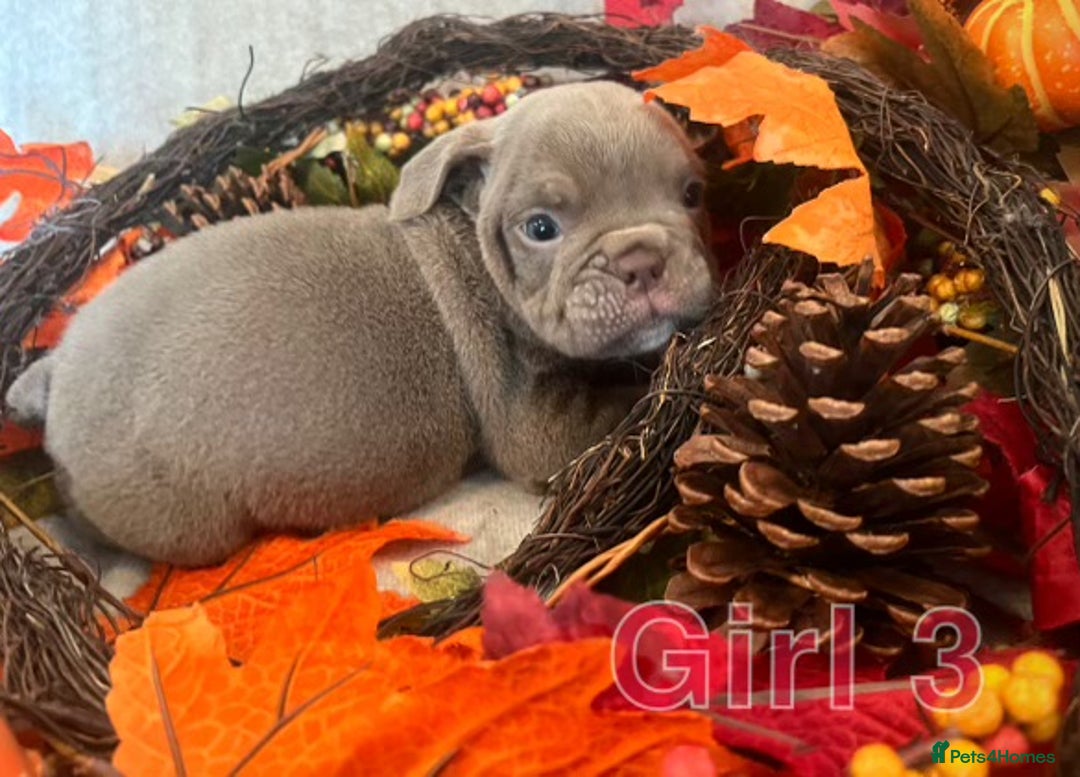 English Bulldog dogs for sale: Isabella and tri English bulldog puppy’s  - Image 11