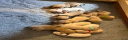 Golden Retriever dogs for sale: Exceptionally bred golden Retriever Puppies - Advert 10