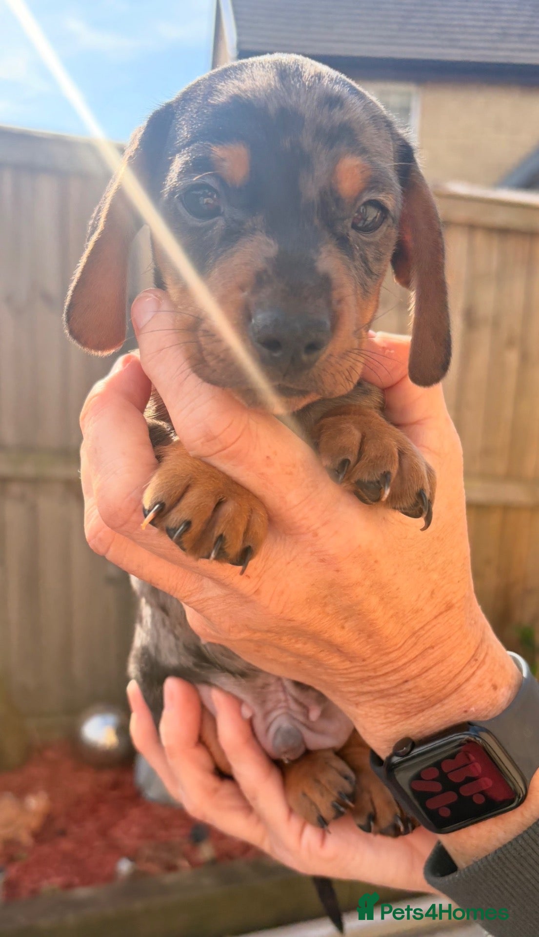 Miniature Dachshund dogs 2 beautiful boys left - miniature dachshund pups - Advert 10