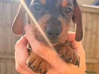 Miniature Dachshund dogs 2 beautiful boys left - miniature dachshund pups - Advert 10