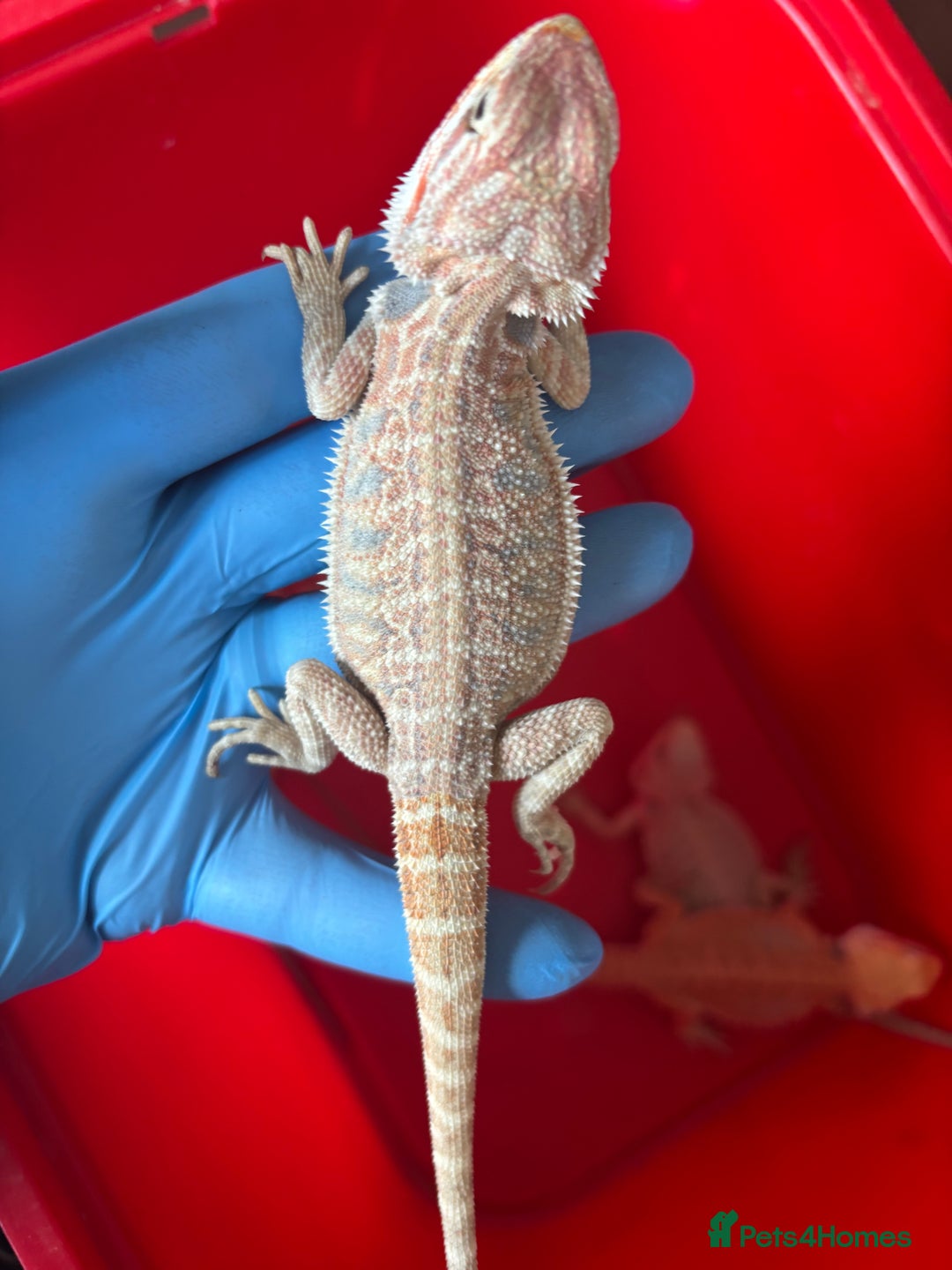 Bearded Dragon reptiles for sale: Baby bearded dragons  - Image 15