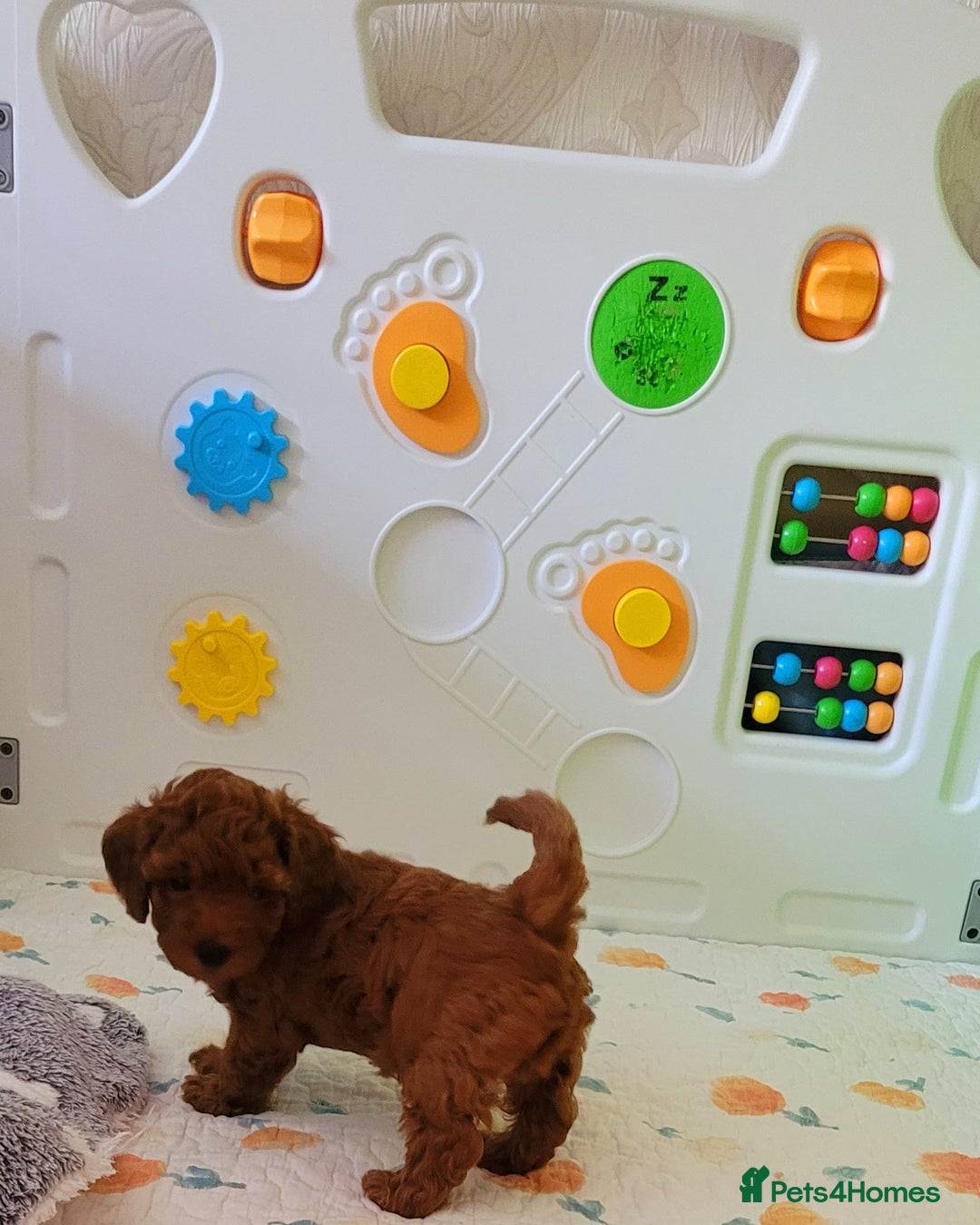 Toy Poodle dogs for sale: 🔥Toy 🔥Mini 🔥Asian Poodle Puppies Girls for sale - Image 7