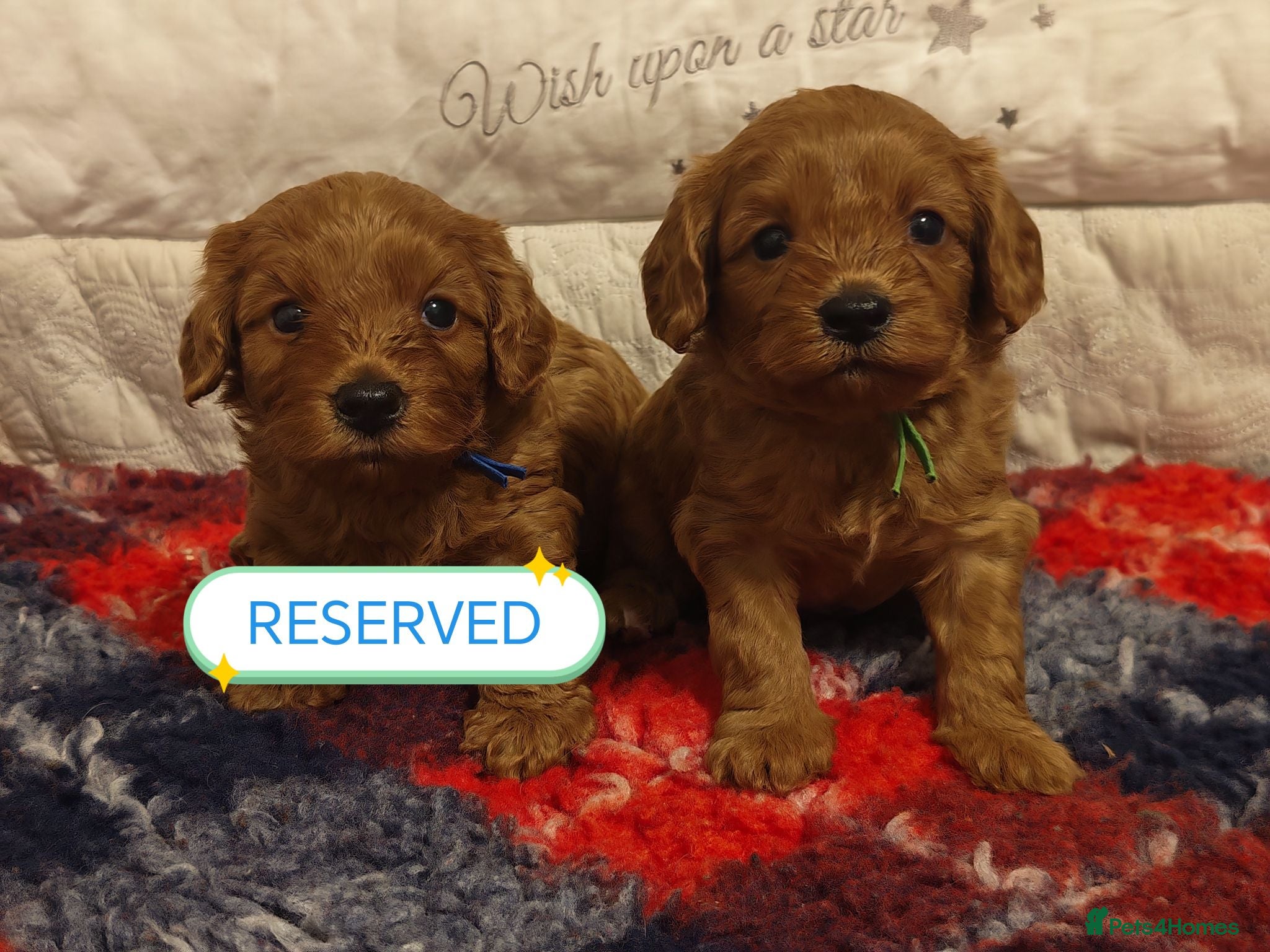 Cavapoo dogs Gorgeous Cavapoo Boy & Girl Available  - Advert 1