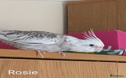 Cockatiels birds for sale: Hand-Reared male + female Cockatiels - Image 19
