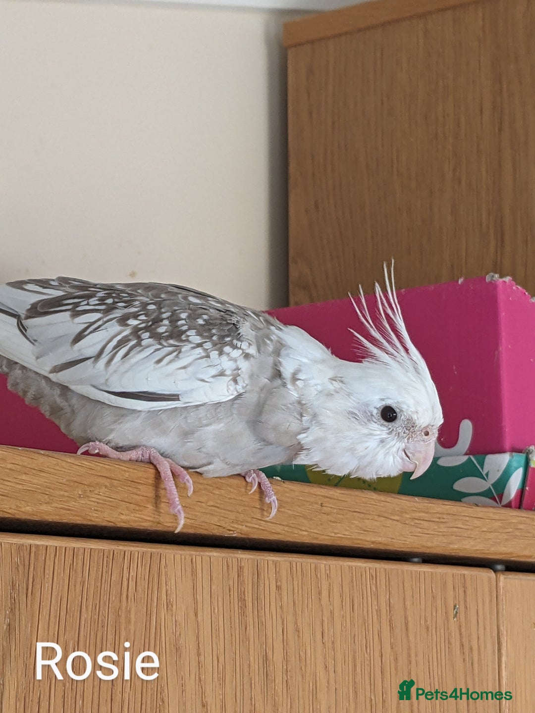 Cockatiels birds for sale: Hand-Reared male + female Cockatiels - Image 19