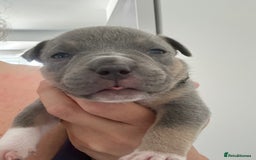 American Bully dogs for sale: Pocket Bullies ( not banned breed) - Image 19