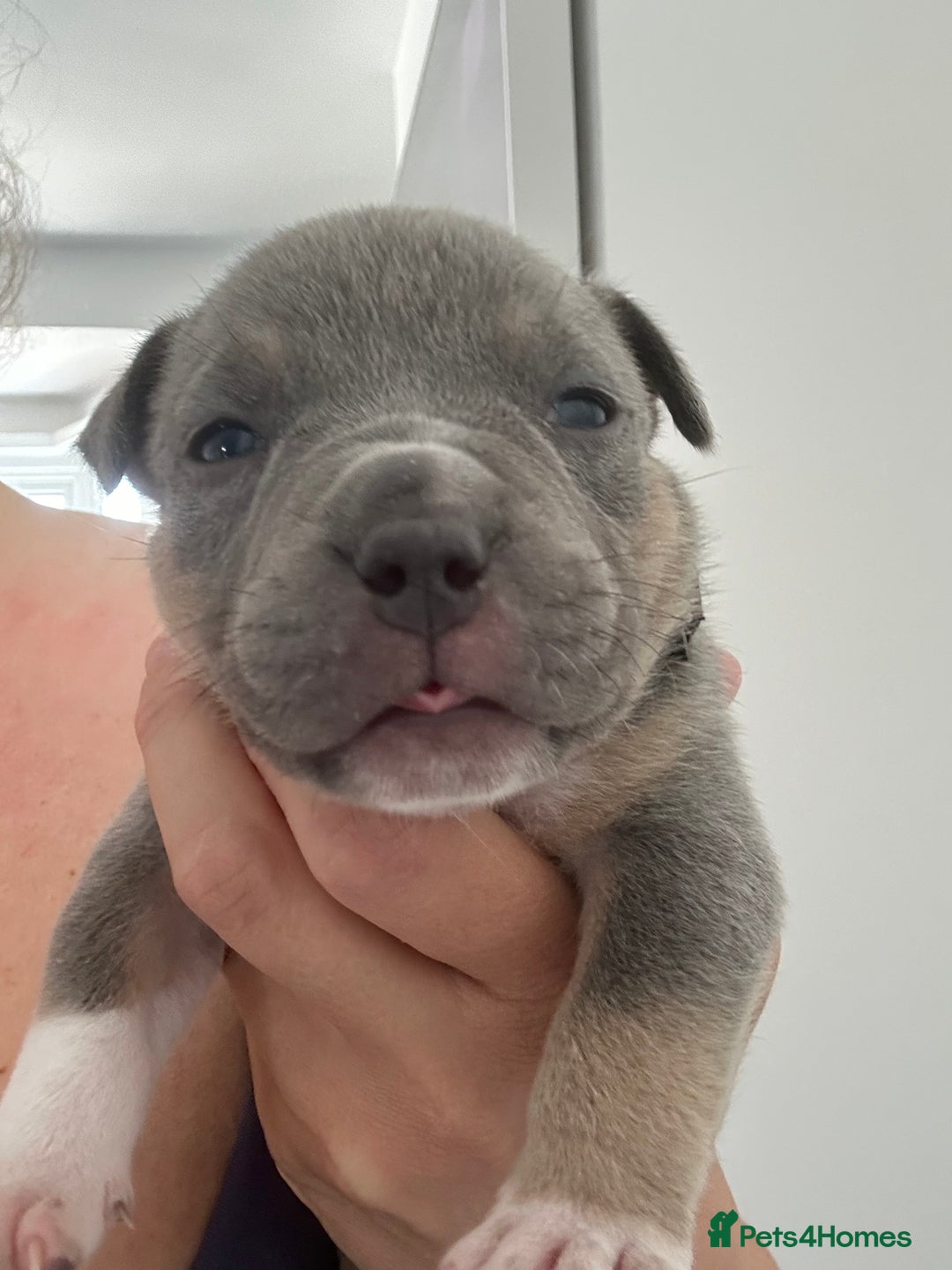 American Bully dogs for sale: Pocket Bullies ( not banned breed) - Image 19
