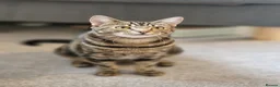 Domestic Shorthair cats for sale: Charlie💗  - Advert 1