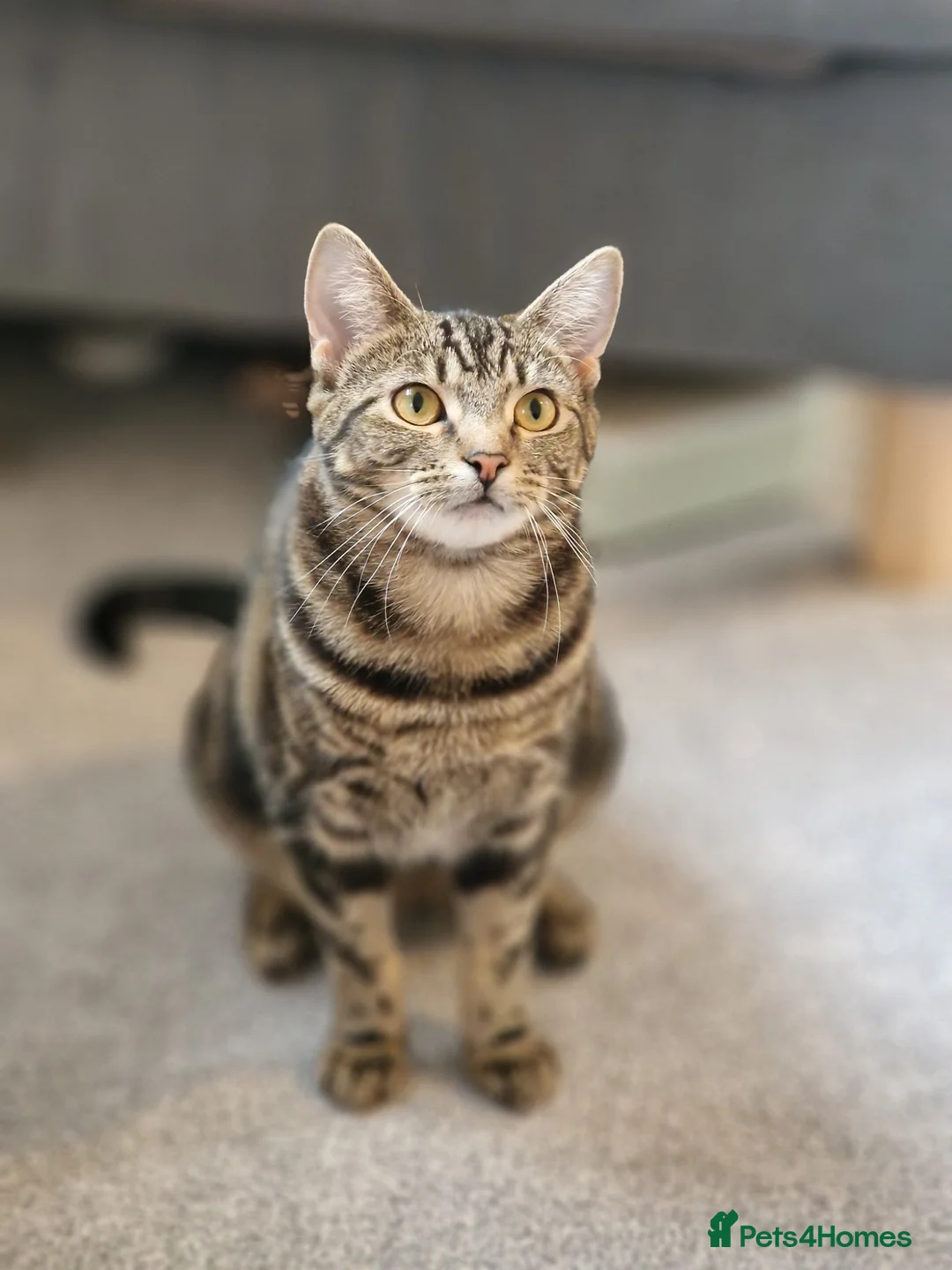 Domestic Shorthair cats for sale: Charlie💗  - Advert 1