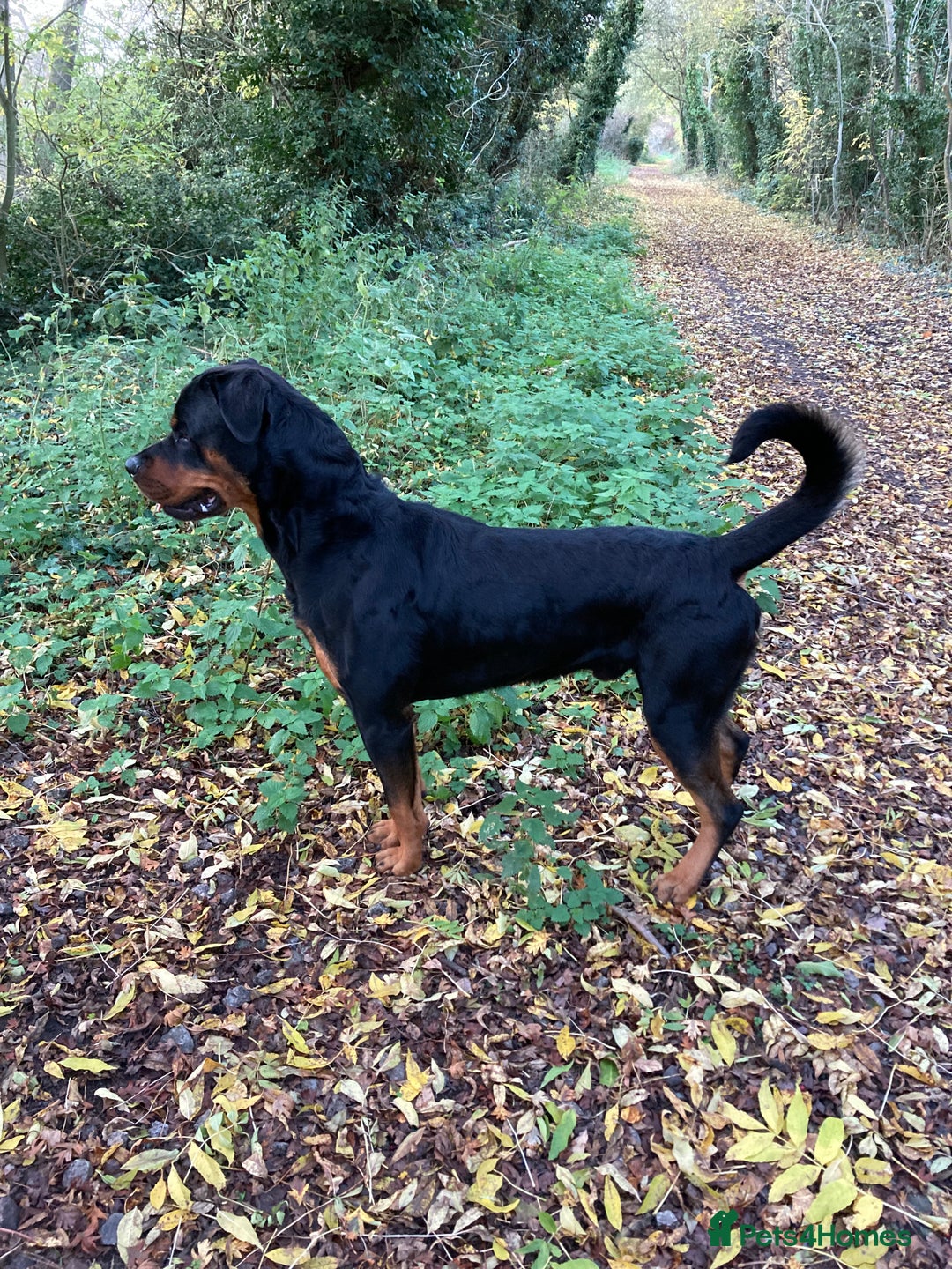 Rottweiler dogs for sale: Bruce * Rehome *  - Advert 6