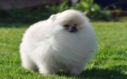 Pomeranian dogs for sale: Adorable Pomeranian puppies  - Image 8