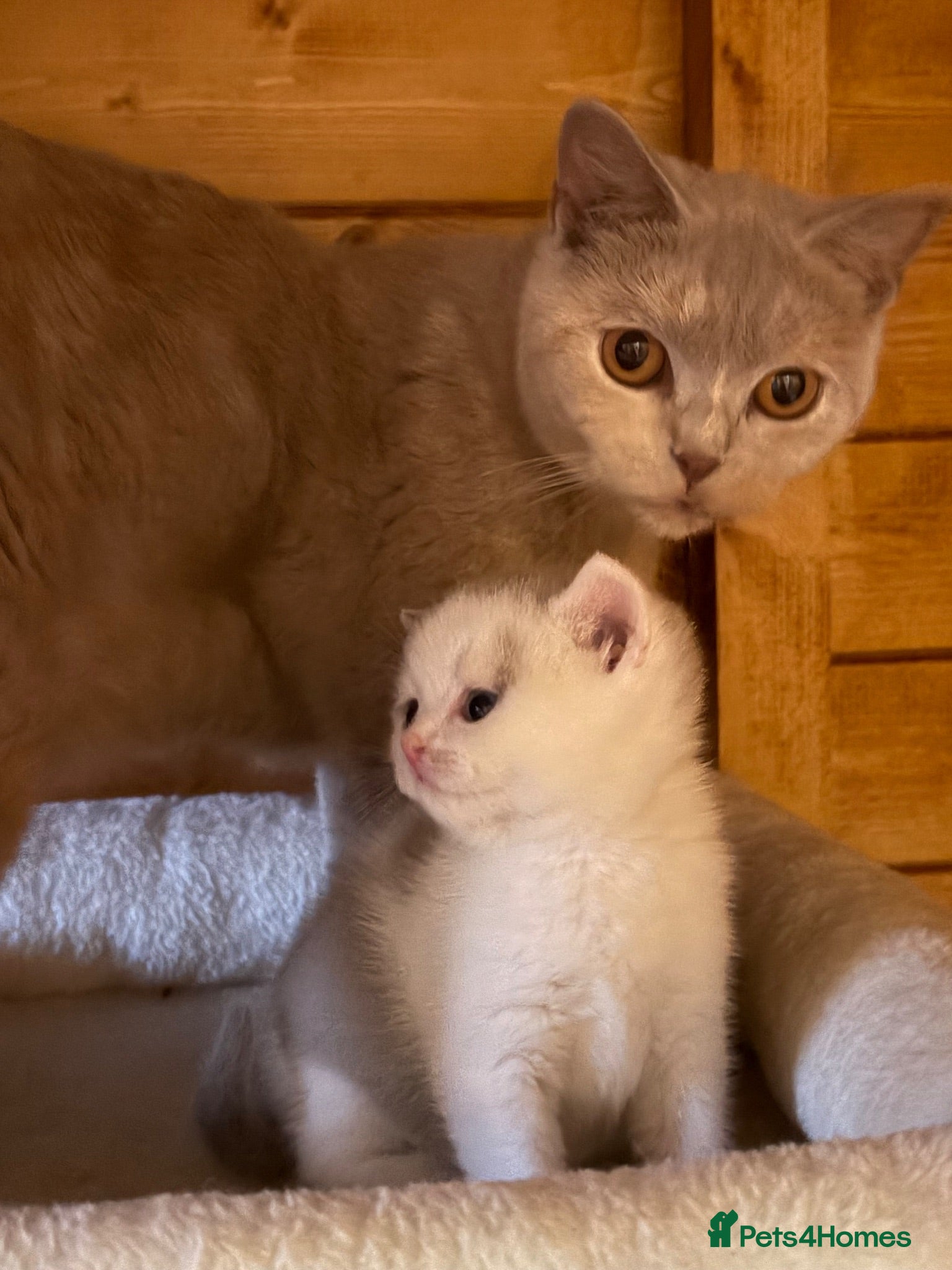 British Shorthair cats Beautiful TICA Lilac and White Girl  - Advert 1