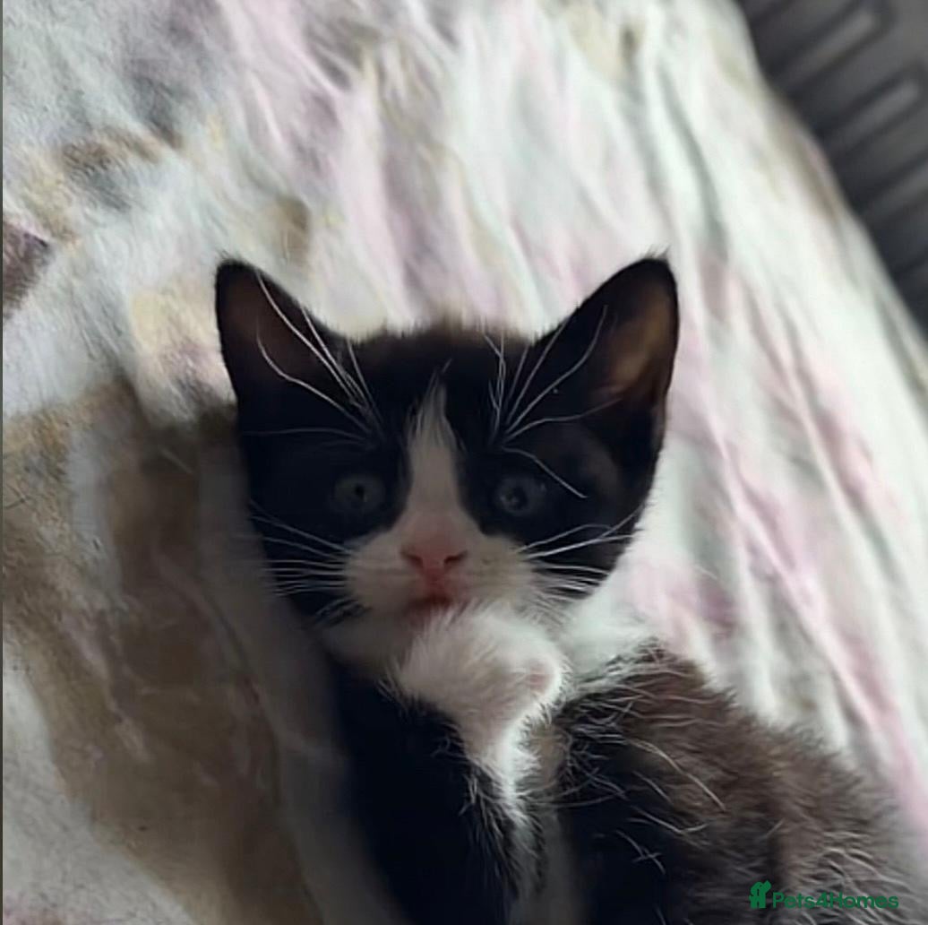 Domestic Shorthair cats Black and white kitten - Advert 1