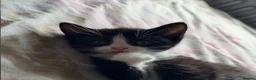 Domestic Shorthair cats for sale: Black and white kitten - Advert 1