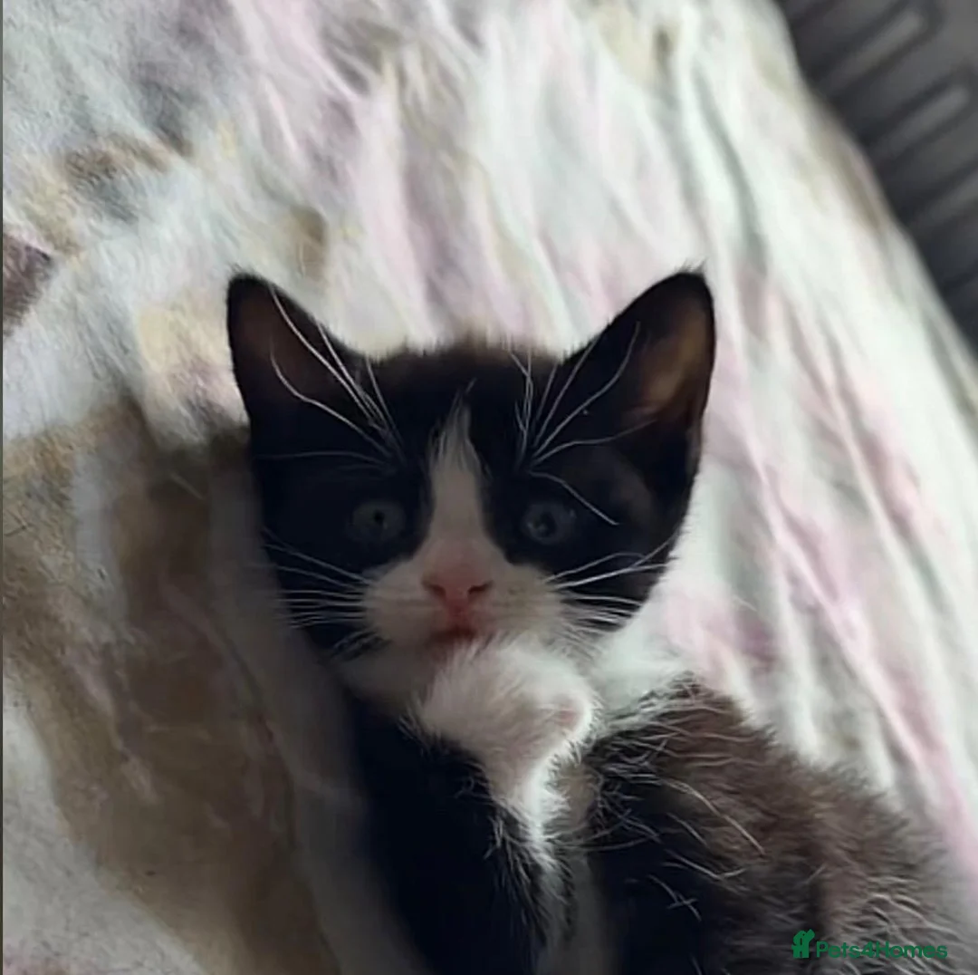 Domestic Shorthair cats for sale: Black and white kitten - Advert 1