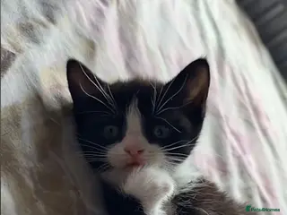 Domestic Shorthair cats Black and white kitten - Advert 1