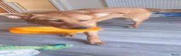 Mixed Breed dogs for adoption: ❤️🐶 YARA – THE GENTLEST LITTLE SOUL 🐶❤️ - Advert 11
