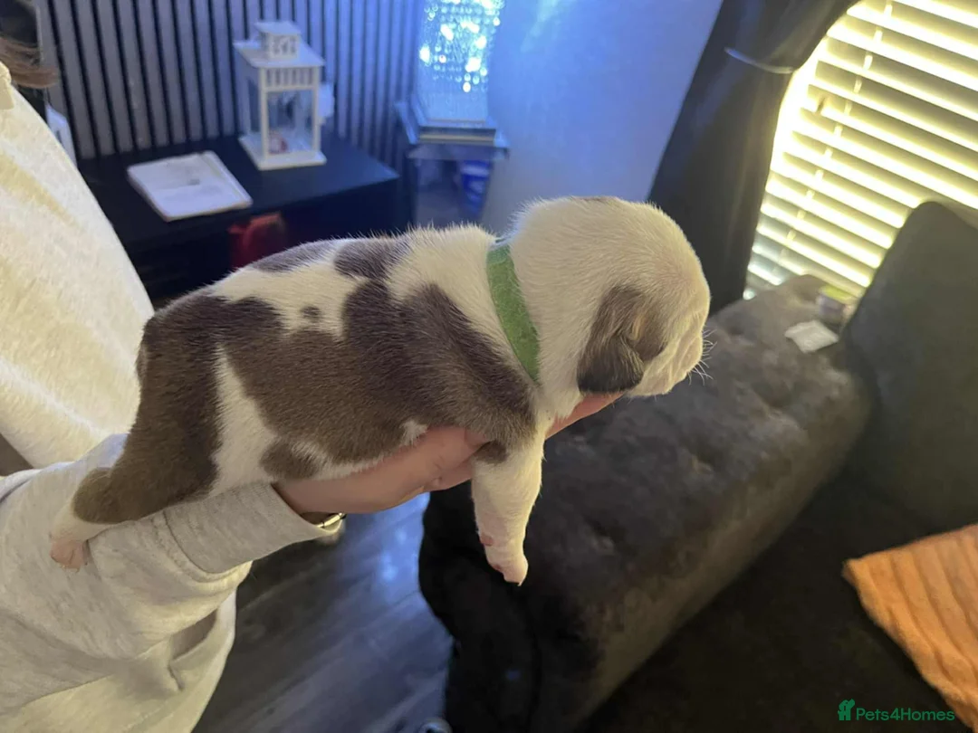 English Bulldog dogs for sale: English bulldog 1 female still available  - Advert 13