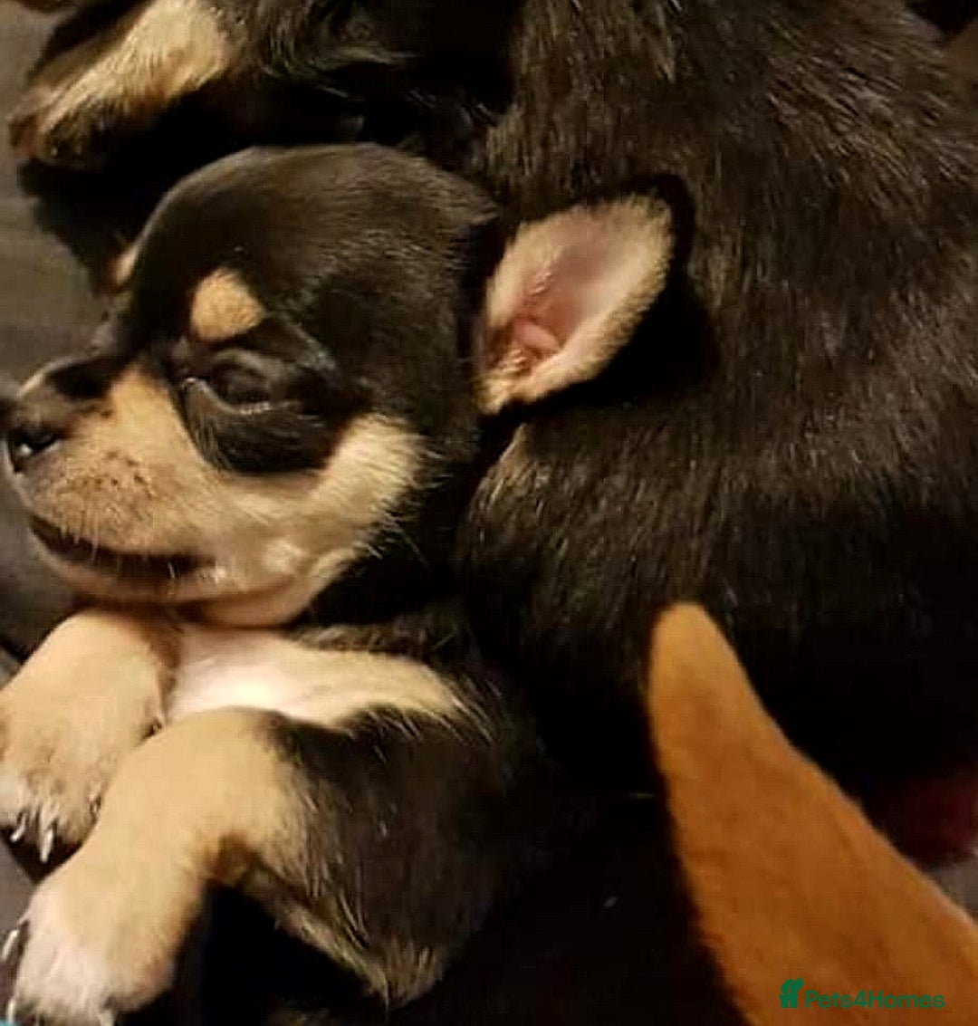 Chihuahua dogs for stud: Handsome Chihuahua Boy Available For Stud! - Advert 8