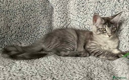 Maine Coon cats for sale: GCCF Black Smoke Maine Coon Kitten.  - Image 18