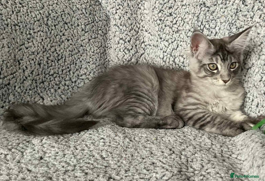 Maine Coon cats for sale: GCCF Black Smoke Maine Coon Kitten.  - Image 18