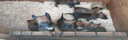 Belgian Shepherd Dog dogs for sale: Outstanding Belgium malinois puppies  - Advert 31
