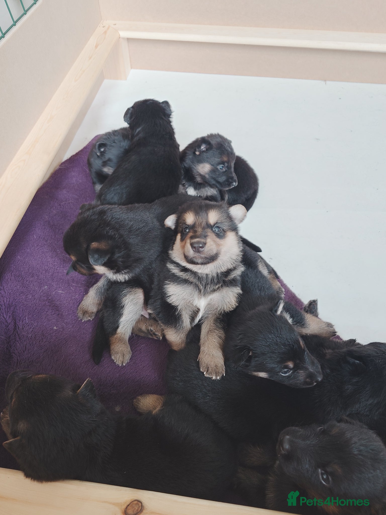 Shepsky dogs German Shepherd pups - Advert 1