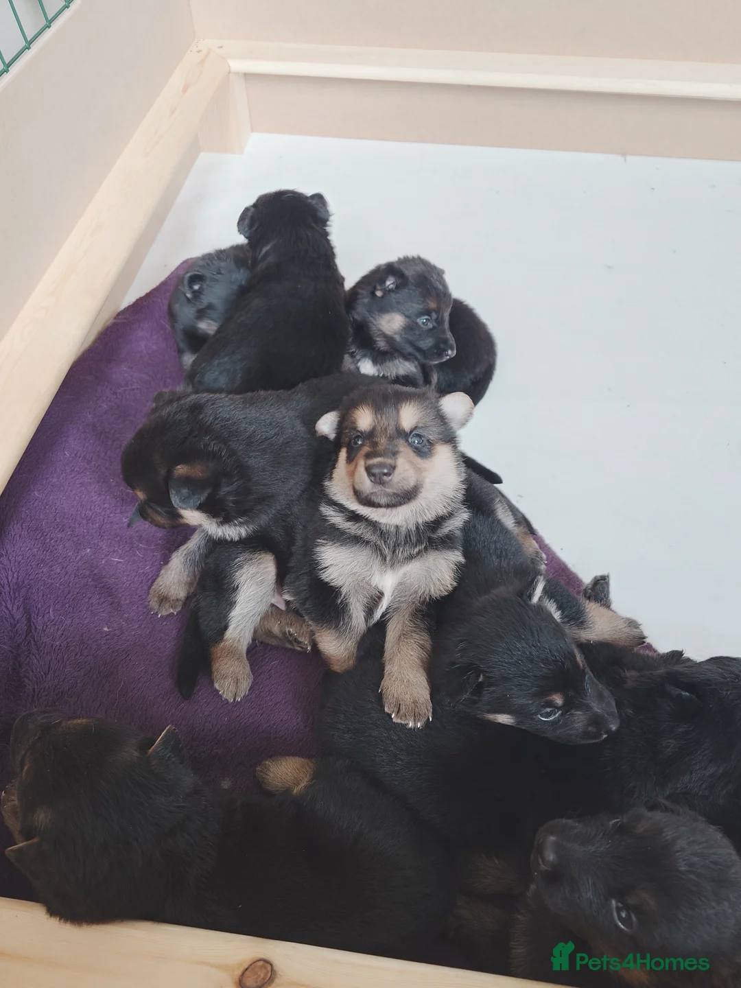 Shepsky dogs for sale: German Shepherd pups - Advert 1