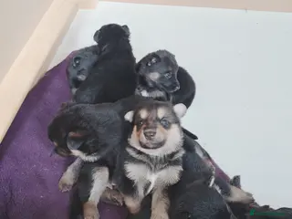 Shepsky dogs German Shepherd pups - Advert 1