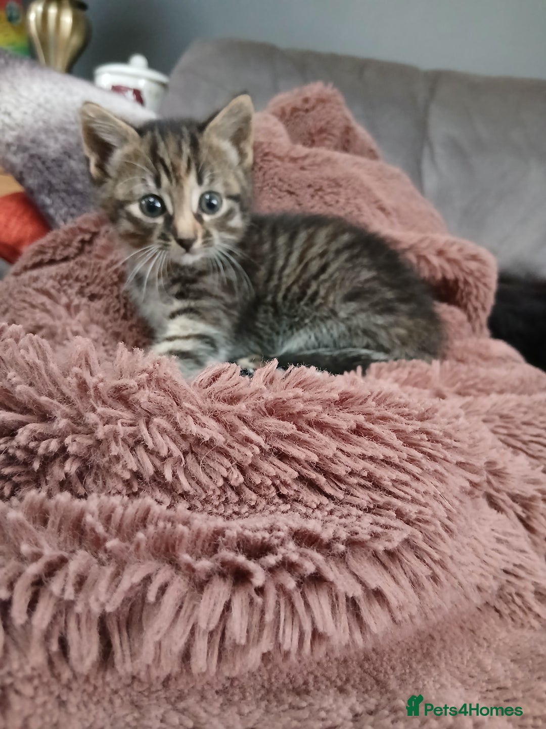 British Shorthair cats for sale: 3 beautiful kittens looking for forever home. - Advert 8