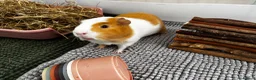 Guinea Pig rodents for sale: Meet ‘Squiggles’  in Barry - Advert 4