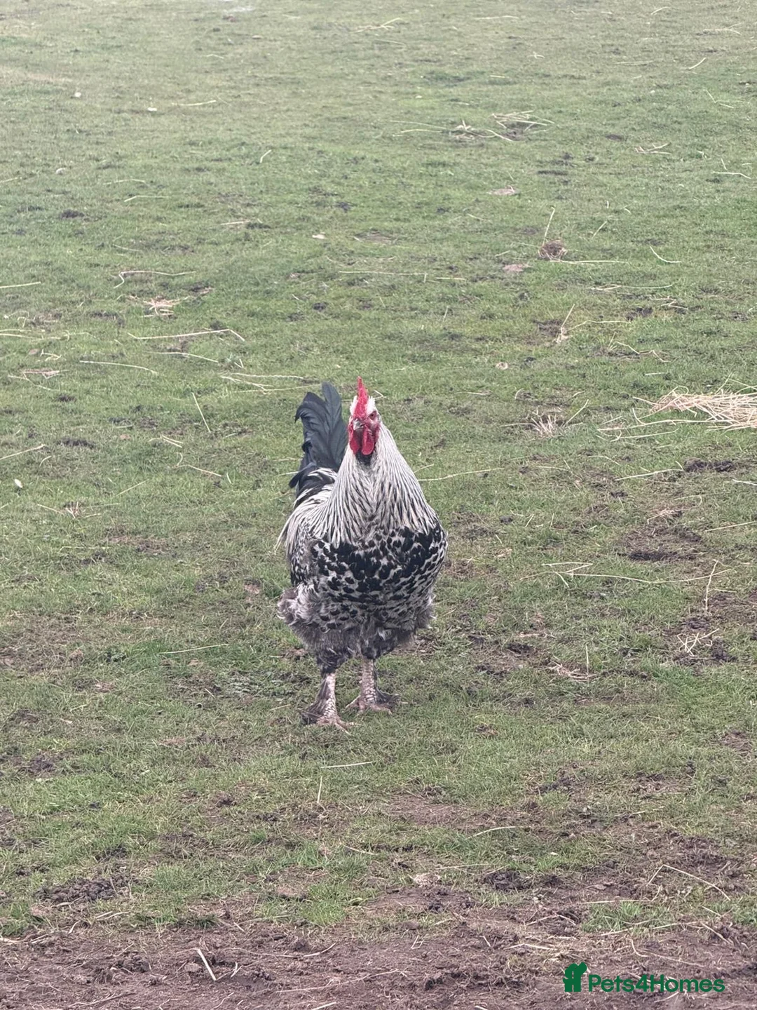 Mixed Breed poultry for sale: Handsome lad needs a home! in Chester-le-Street - Advert 1