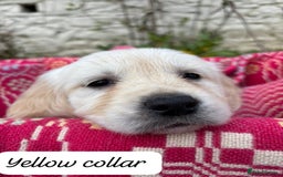 Golden Retriever dogs for sale: ❤️ Superb Litter of Golden Retriever Puppies ❤️ - Image 21