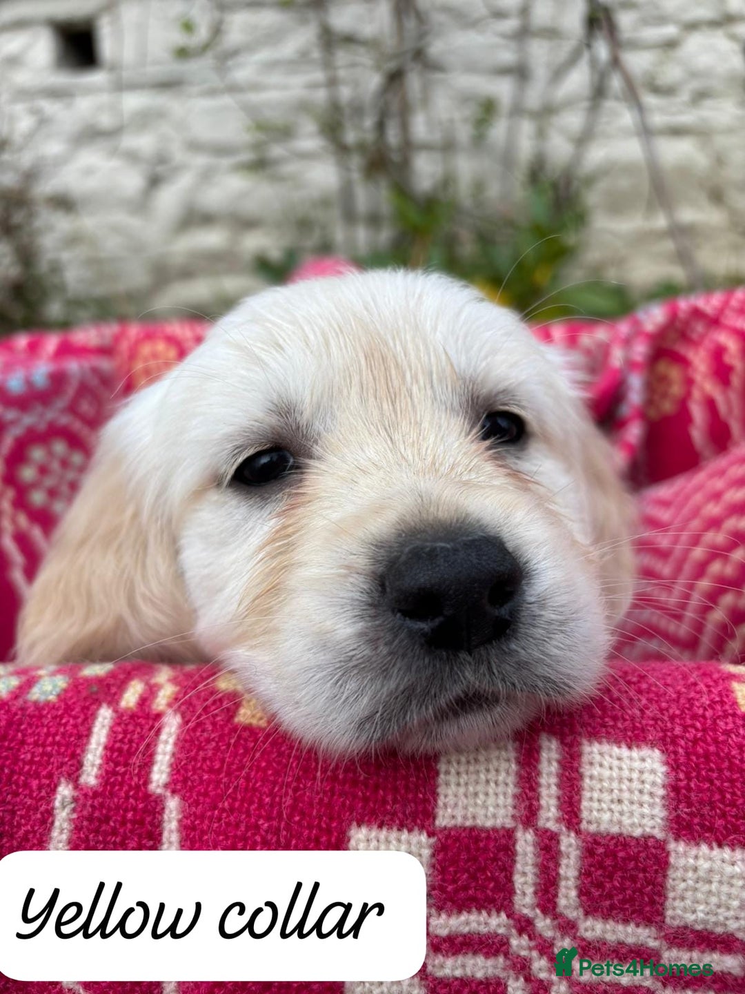 Golden Retriever dogs for sale: ❤️ Superb Litter of Golden Retriever Puppies ❤️ - Image 21