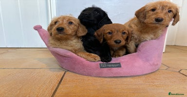 Labradoodle dogs ⭐️⭐️ Stunning F1 Miniature Labradoodles ⭐️⭐️ - Advert 5