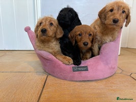 Labradoodle dogs ⭐️⭐️ Stunning F1 Miniature Labradoodles ⭐️⭐️ - Advert 11