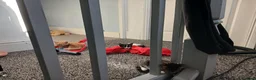 Mixed Breed cats for sale: Kittens ready for a new home in Birmingham - Advert 2