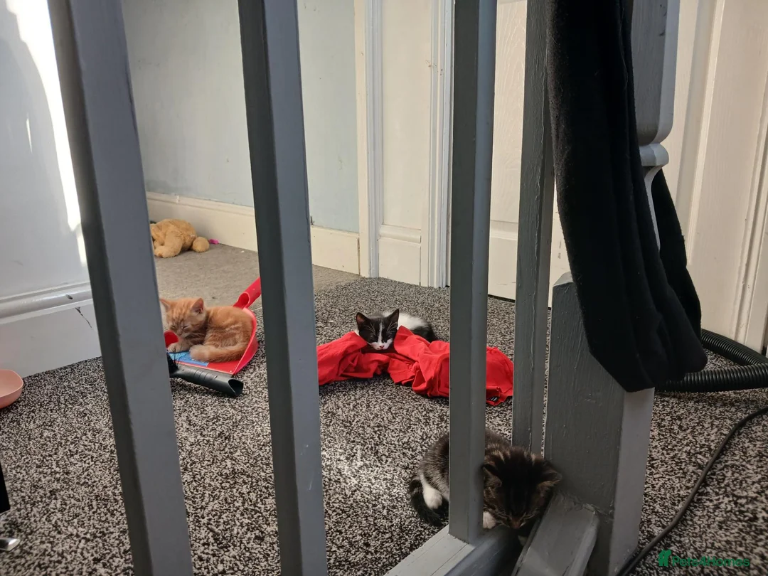 Mixed Breed cats for sale: Kittens ready for a new home in Birmingham - Advert 2