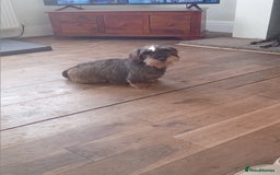 Dachshund dogs for sale: Sad sale of Teckel 5 year old girl - Image 5