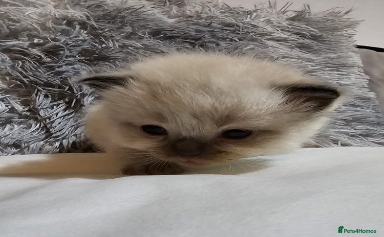 Ragdoll cats - Advert 3