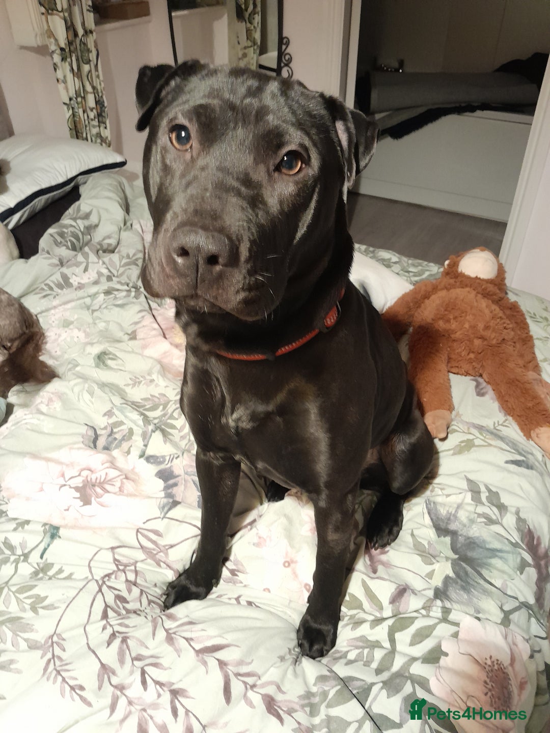 Mixed Breed dogs for sale: Cane Corso/Staffie x Shar Pei - Advert 1